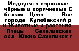 Индоутята взраслые чёрные и коричневые С белым › Цена ­ 450 - Все города, Кулебакский р-н Животные и растения » Птицы   . Сахалинская обл.,Южно-Сахалинск г.